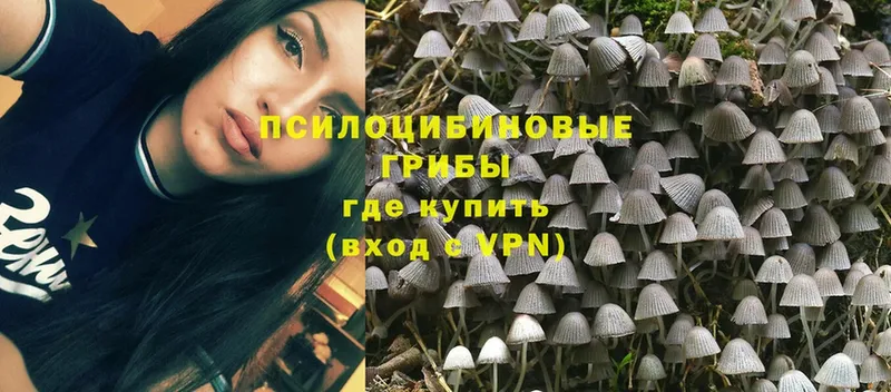 Галлюциногенные грибы Magic Shrooms  Ивантеевка 